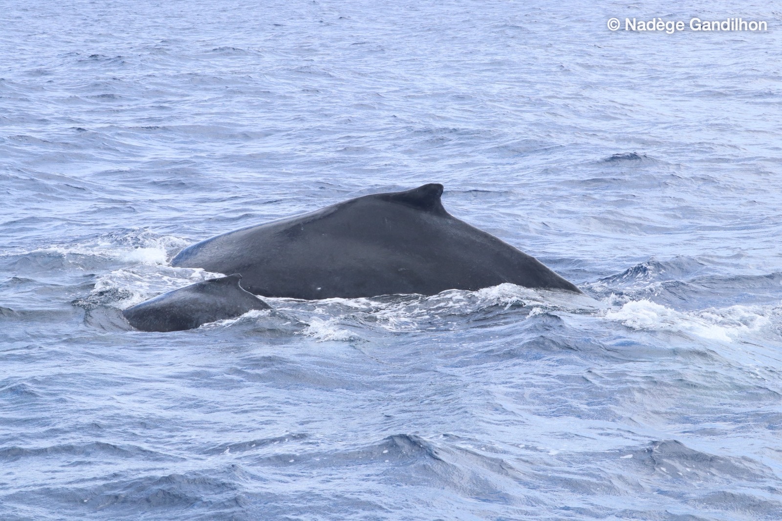 Humpback whale mother and calf surfacing