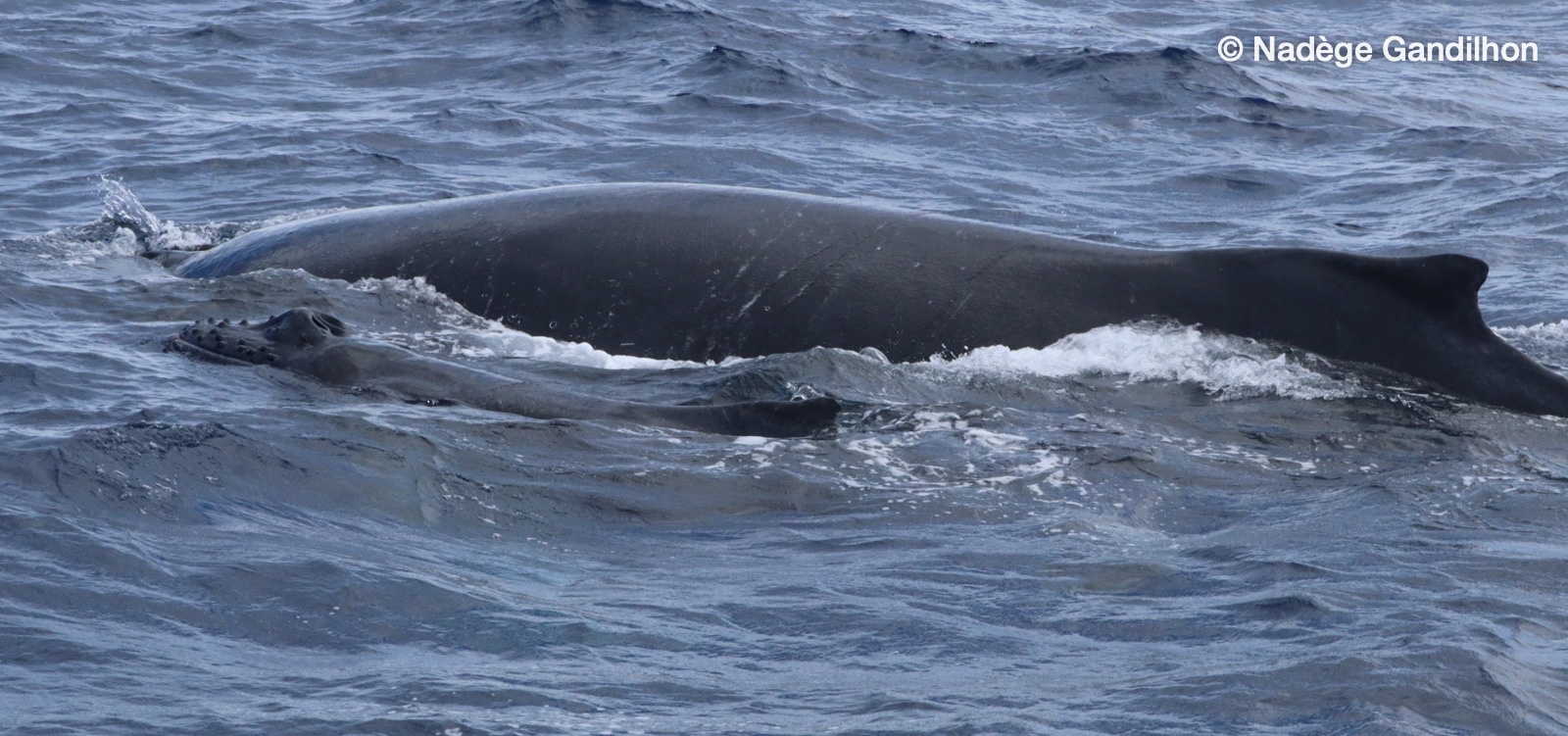 Mother and calf side by side