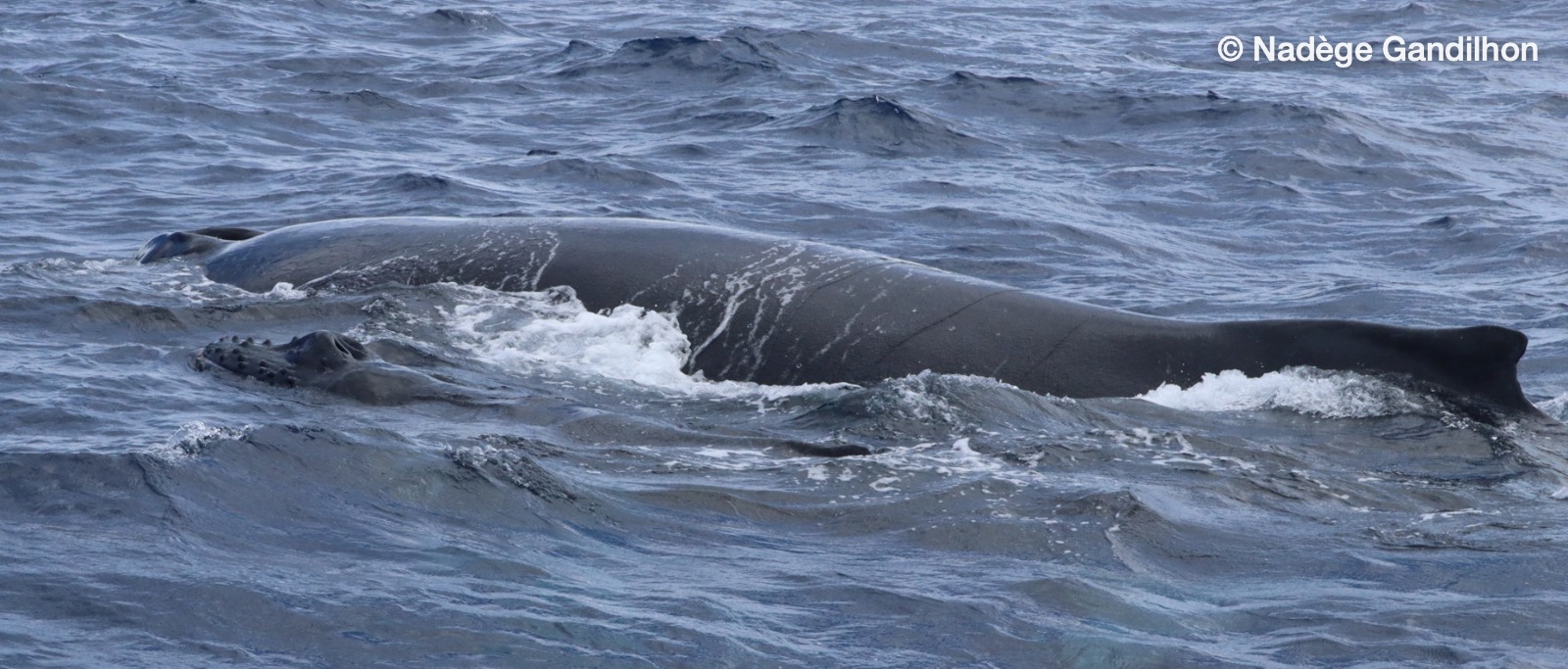Mother and calf side by side