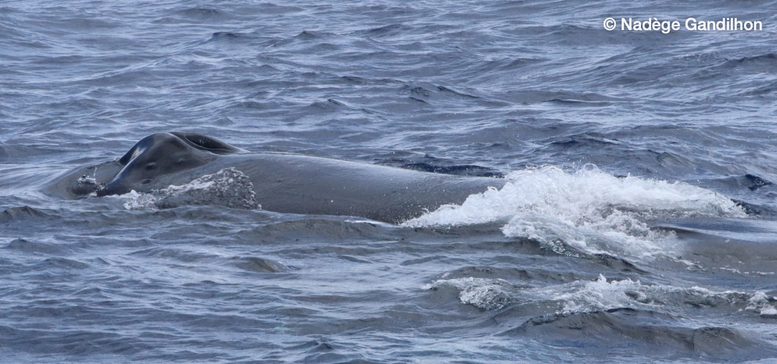 Mother and calf with white water