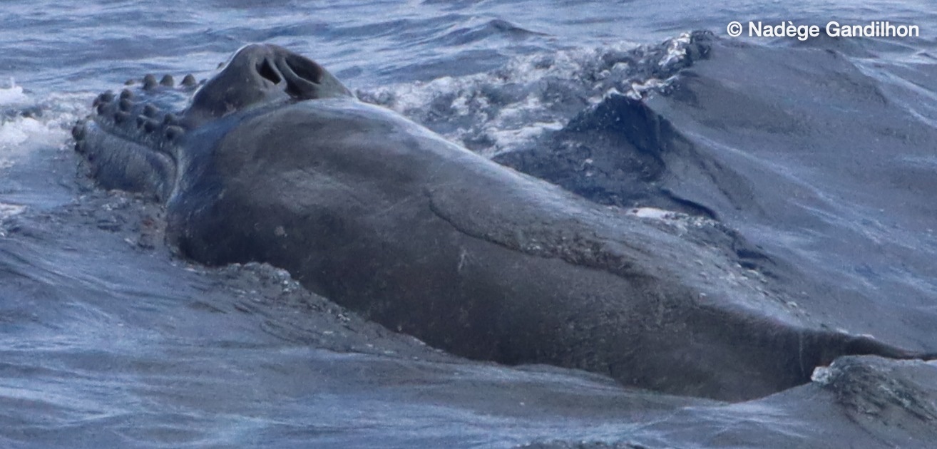 Close view of a humpback head at the surface